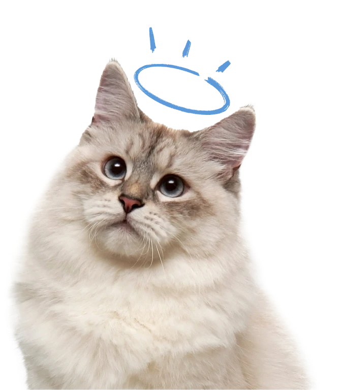 Un chat gris et blanc